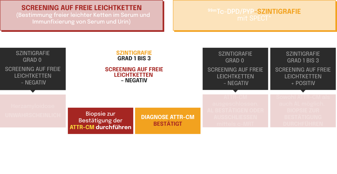Flowchart mit Schritten zur ATTR‑CM‑Diagnostik durch Szintigraphie, Leichtkettentests, AL‑Ausschluss und Biopsie